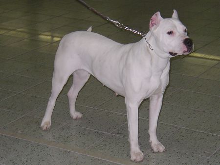 ASIA z Florusova dvora